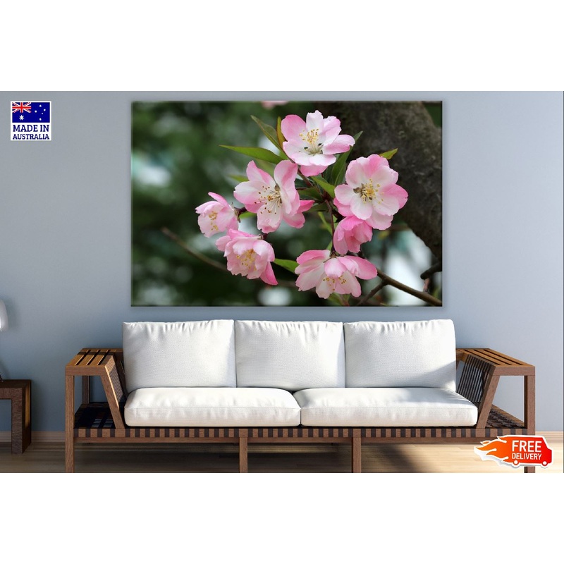White Pink Sakura Flowers View Photograph Print 100% Australian Made