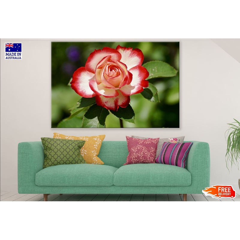 White & Red Rose Flower Photograph Print 100% Australian Made