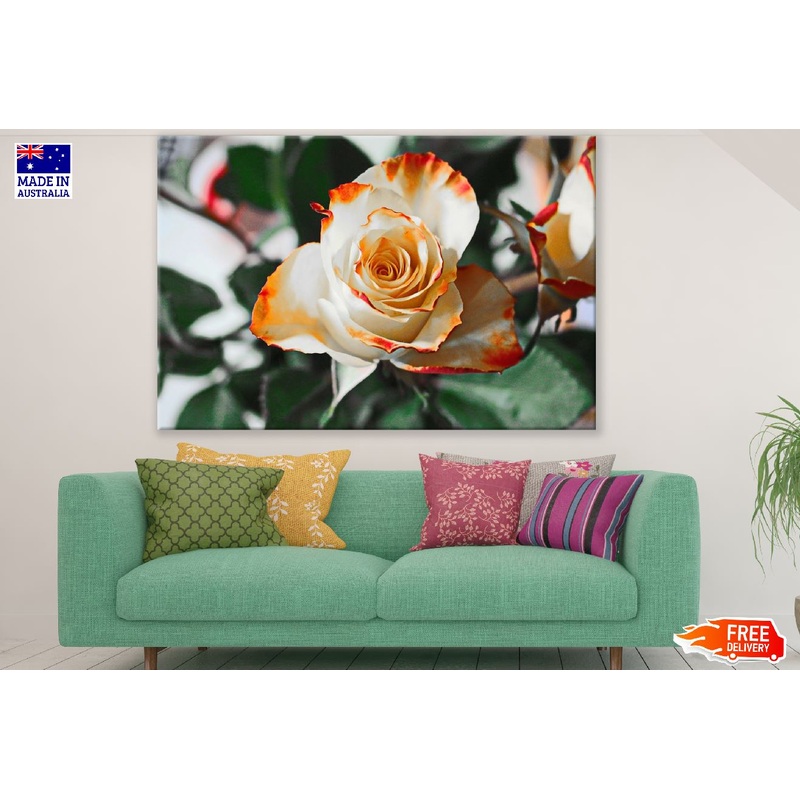 White Rose with Orange Tips Photograph Print 100% Australian Made