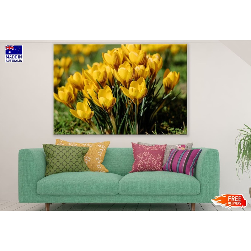 Yellow Crocus Flowers Photograph Print 100% Australian Made