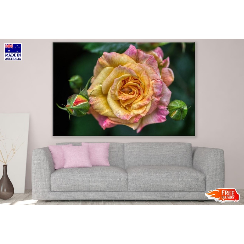 Yellow & Pink Rose Flower Closeup Photograph Print 100% Australian Made