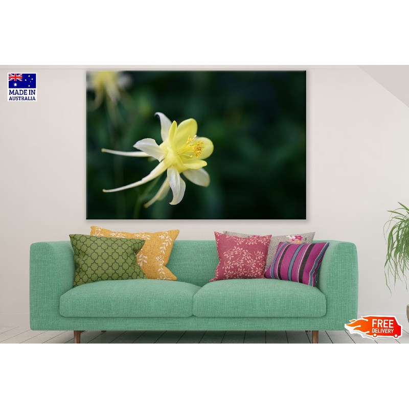 Yellow & White Columbine Flower Closeup Photograph Print 100% Australian Made