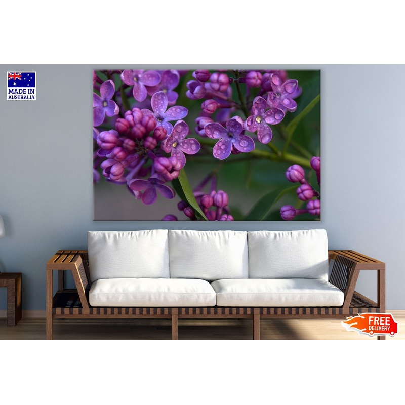 Water Droplet on Purple Lilac Flowers Photograph Print 100% Australian Made