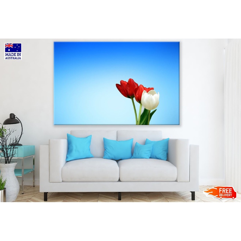 White and Red Tulip Flowers Closeup Photograph Print 100% Australian Made