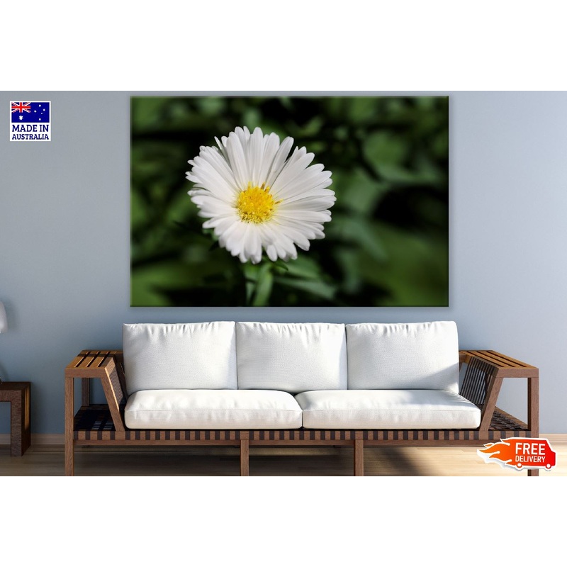 White Aster Flower Closeup Photograph Print 100% Australian Made