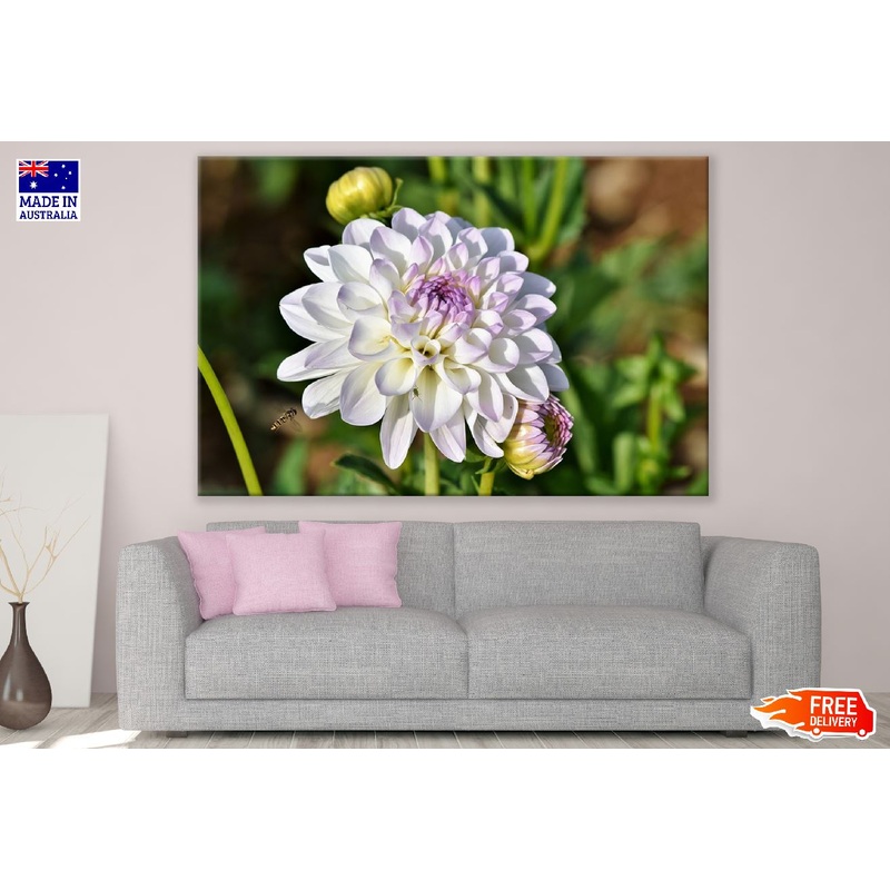 White Dahlia Flower with Plant Photograph Print 100% Australian Made