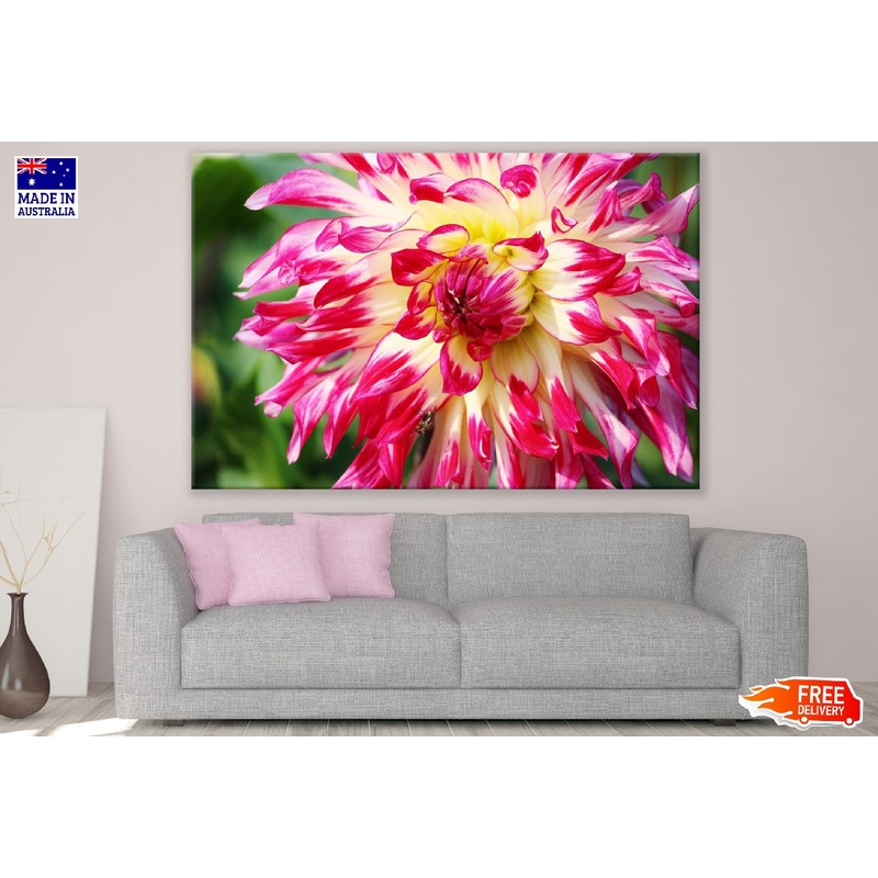 White Pink Dahlia Flowers Closeup Photograph Print 100% Australian Made