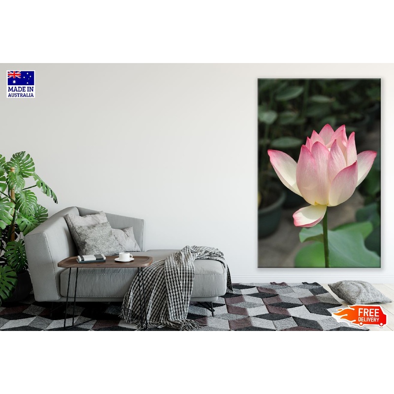 White Pink Lotus Closeup Photograph Print 100% Australian Made