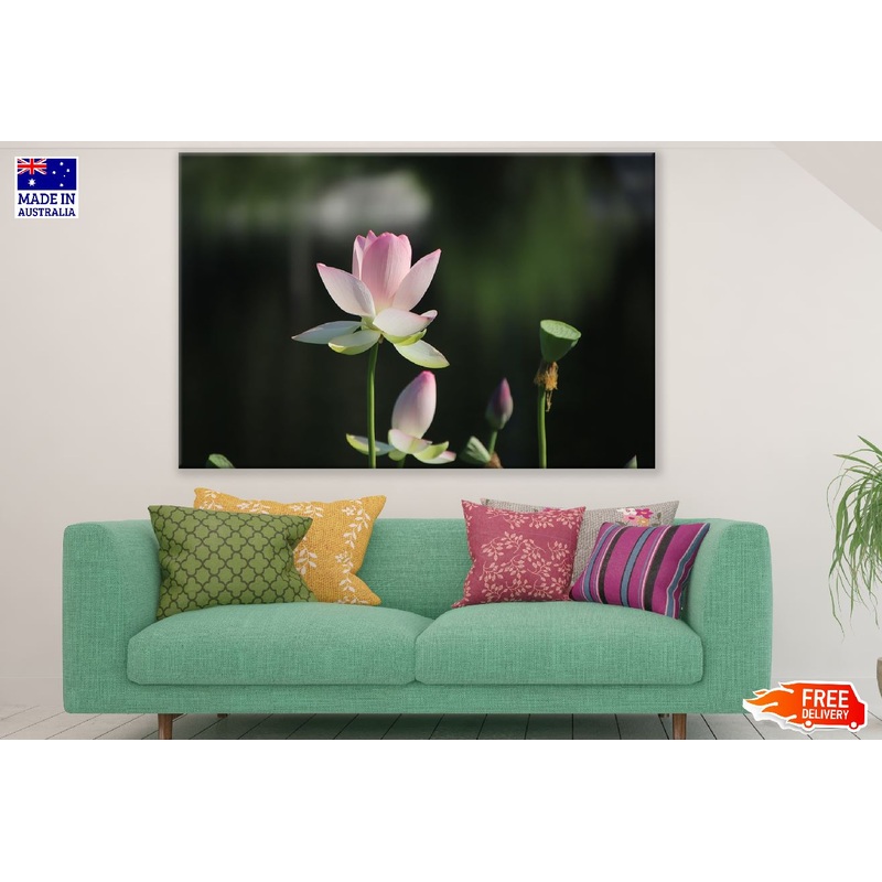 White Pink Lotus Flower Plant Photograph Print 100% Australian Made