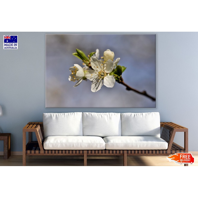 White Plum blossom Flower Closeup Photograph Print 100% Australian Made