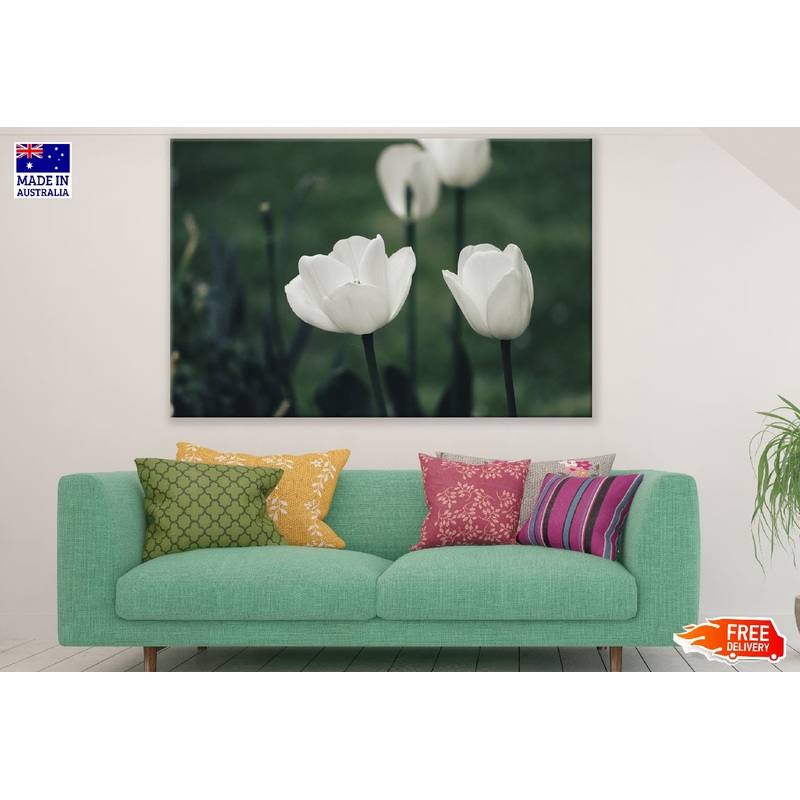 White Tulip Flowers Closeup Photograph Print 100% Australian Made