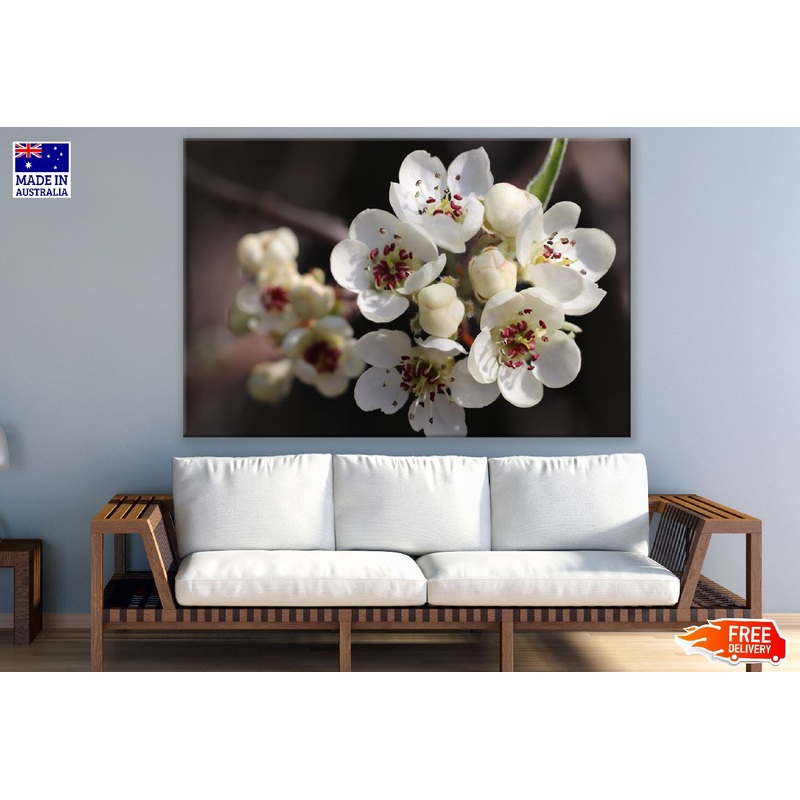 White Willow Pear Flowers Photograph Print 100% Australian Made