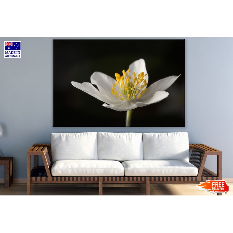 White Wood Anemones Flower Closeup Photograph Print 100% Australian Made