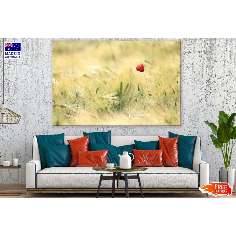 Wild Poppy Flower Sunset Photograph Print 100% Australian Made