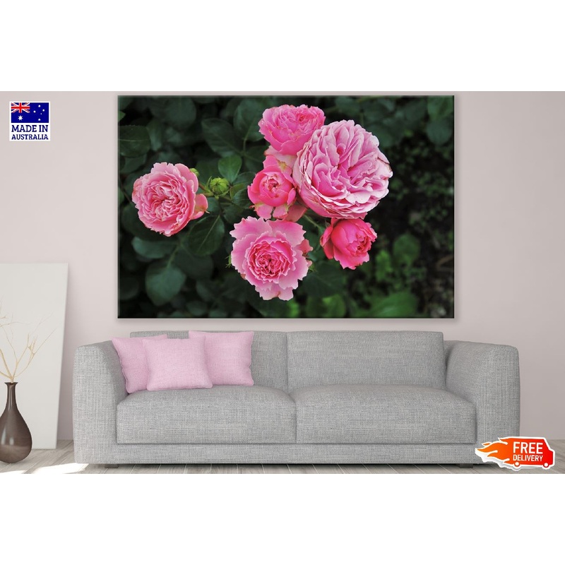Wild Roses Flower Closeup Photograph Print 100% Australian Made