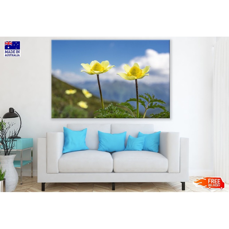 Yellow Anemone Flowers Photograph Print 100% Australian Made