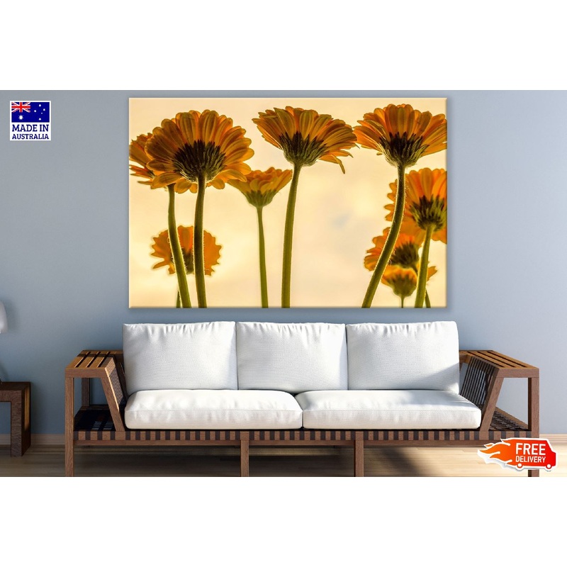 Yellow Gerbera Flowers Backview Photograph Print 100% Australian Made