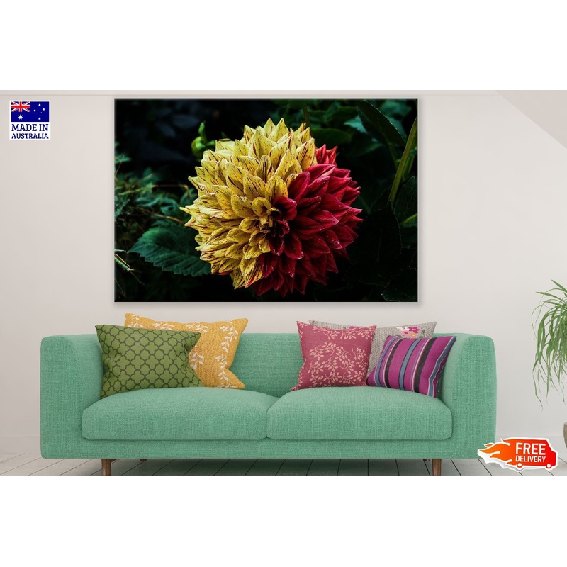 Yellow & Red Dahlia Flower Photograph Print 100% Australian Made