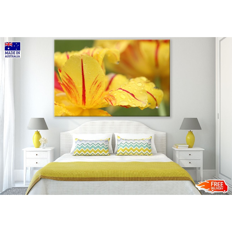 Yellow Red Flower Petals with Water Droplet Photograph Print 100% Australian Made