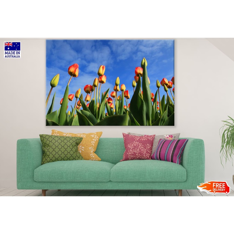 Yellow Red Tulip Flower Field Photograph Print 100% Australian Made