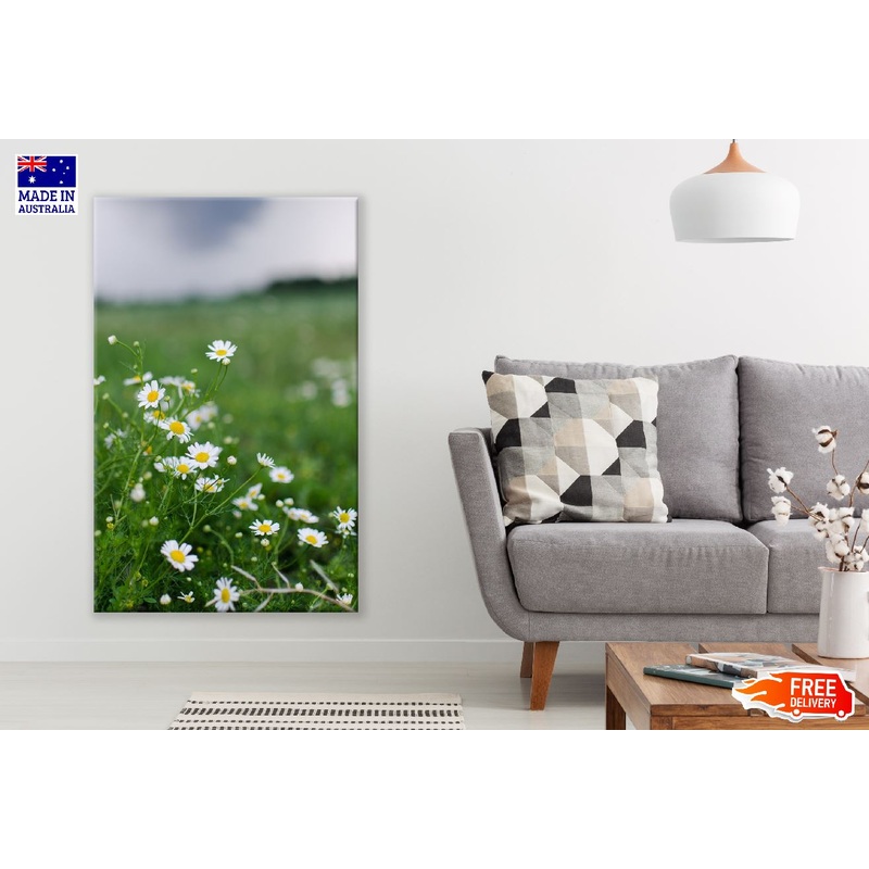 White Chamomile Flowers Photograph Print 100% Australian Made