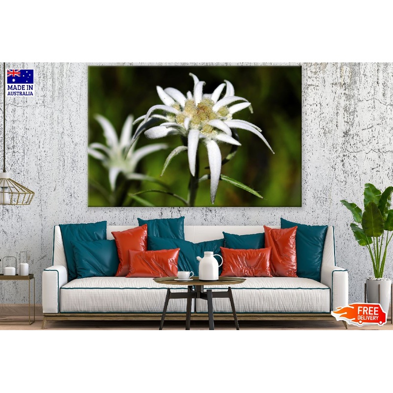 White Edelweiss Flowers Closeup Photograph Print 100% Australian Made