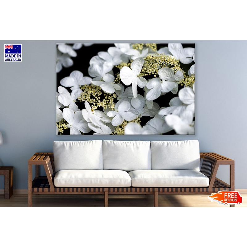 White Hydrangea Flowers Closeup Photograph Print 100% Australian Made