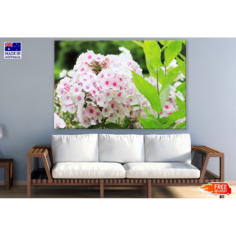 White Pink Phlox Flowers Photograph Print 100% Australian Made
