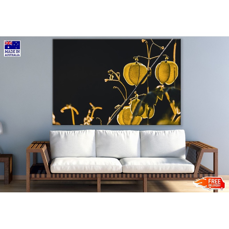 Yellow Physalis Closeup Photograph Print 100% Australian Made