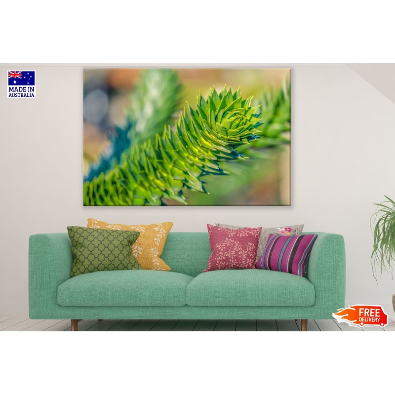 Araucana Chile Pine Tree Closeup Photograph Print 100% Australian Made