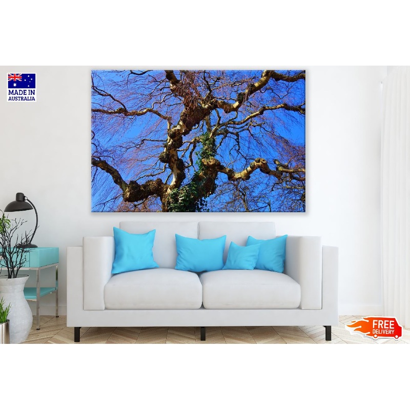 Birch Tree Branches View From Below Print 100% Australian Made