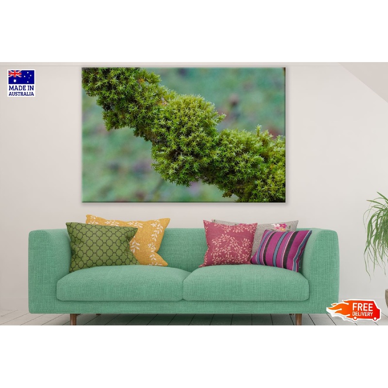 Branch Tree Moss Photograph Print 100% Australian Made
