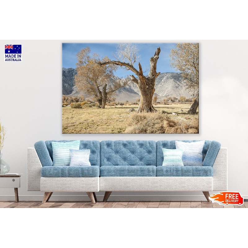 California Log Nature Old Tree Photograph Print 100% Australian Made