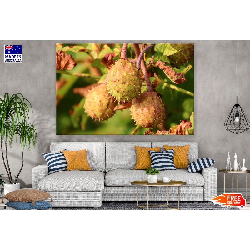 Chestnuts Fruit Tree Photograph Print 100% Australian Made