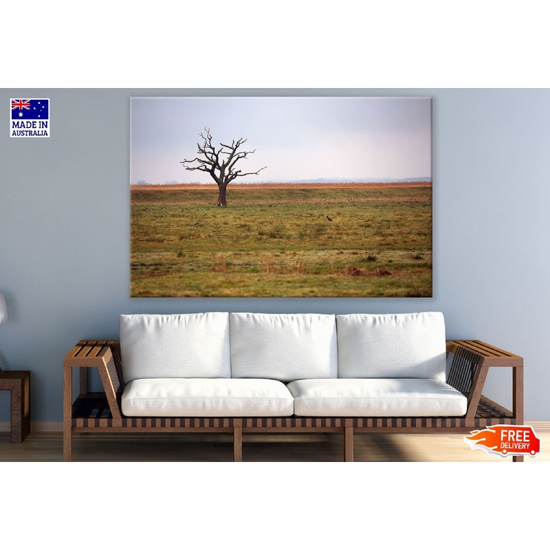 Dead Single Tree on Field Photograph Print 100% Australian Made