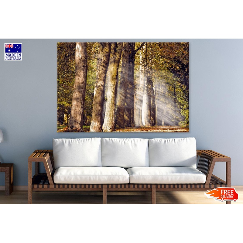 Sunrays in Forest Photograph Print 100% Australian Made