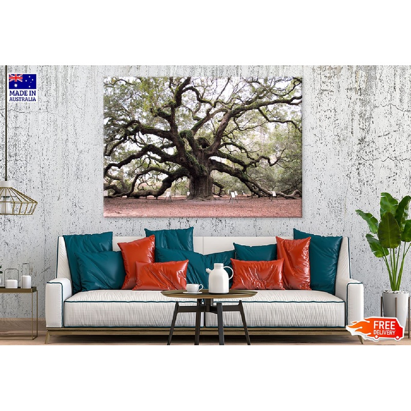 Angel Oak Tree View Photograph in US Print 100% Australian Made