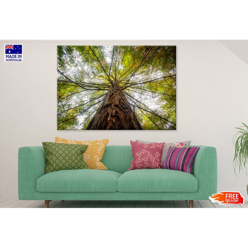 Angle View of Old Green Tree Photograph Print 100% Australian Made