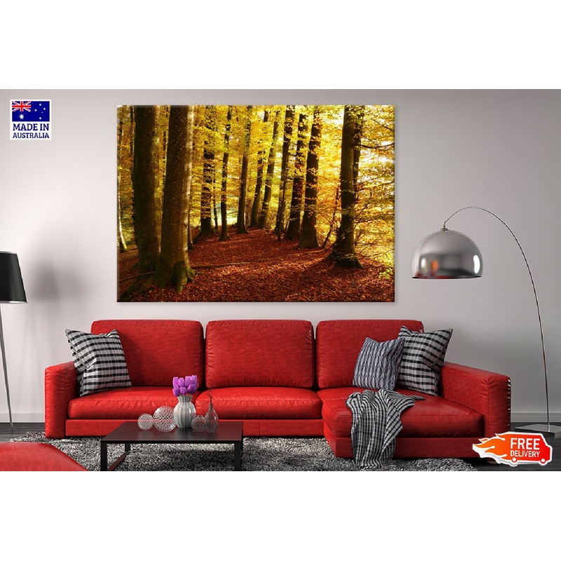 Autumn Tree Forest Scenery Photograph Print 100% Australian Made