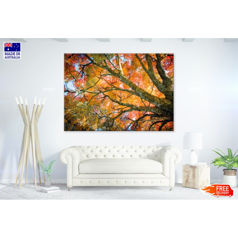 Autumn Tree View Photograph Print 100% Australian Made