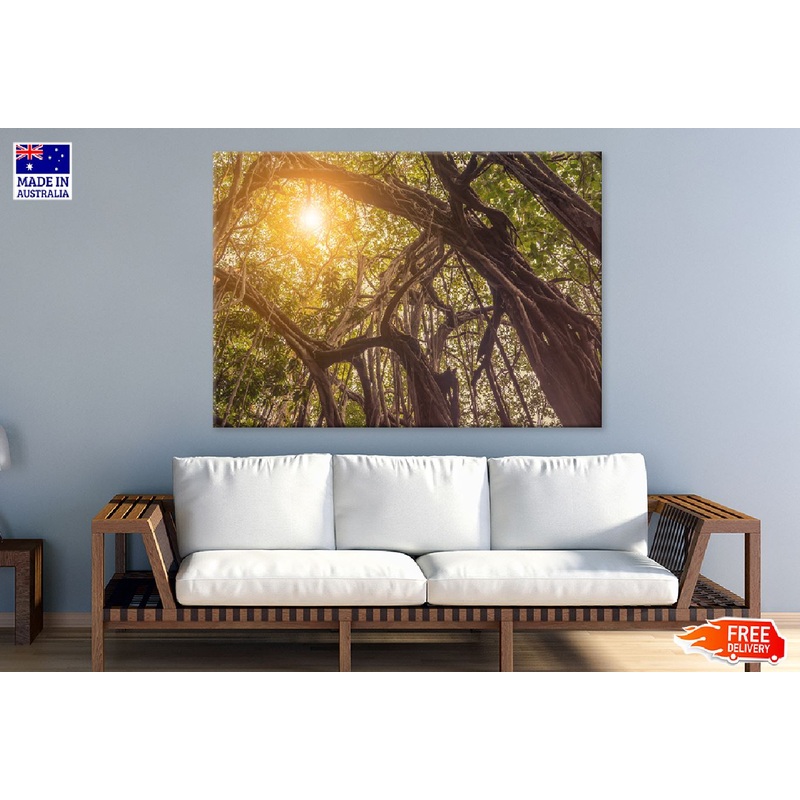 Banyan Tree in Jungle Sunset View Photograph Print 100% Australian Made