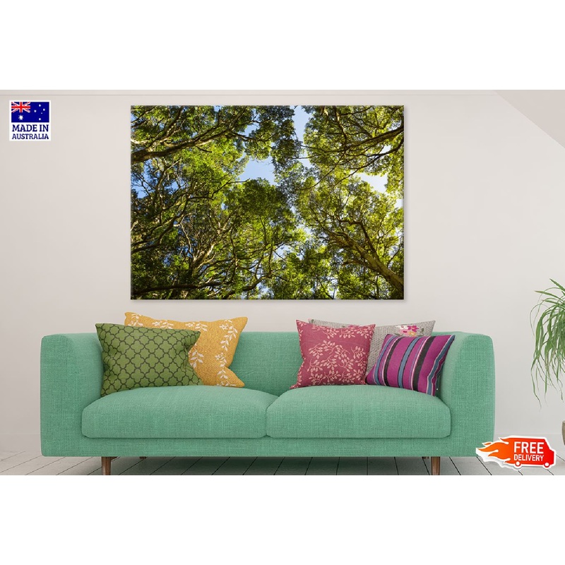 Beech Forest Trees Tops View Photograph Print 100% Australian Made