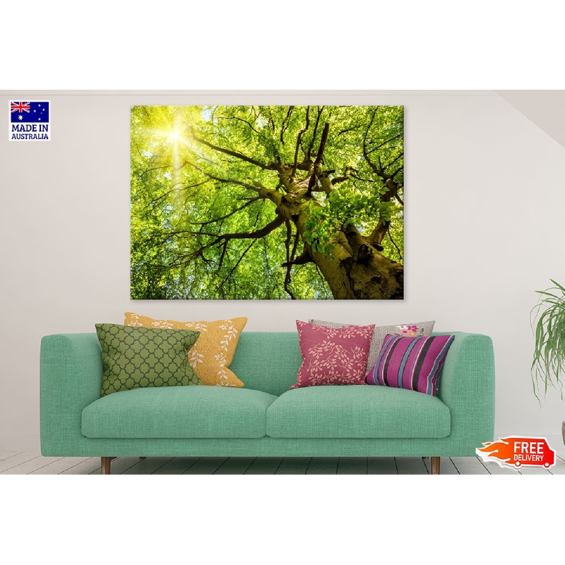 Beech Treetop Sunshine Scenery Photograph Print 100% Australian Made