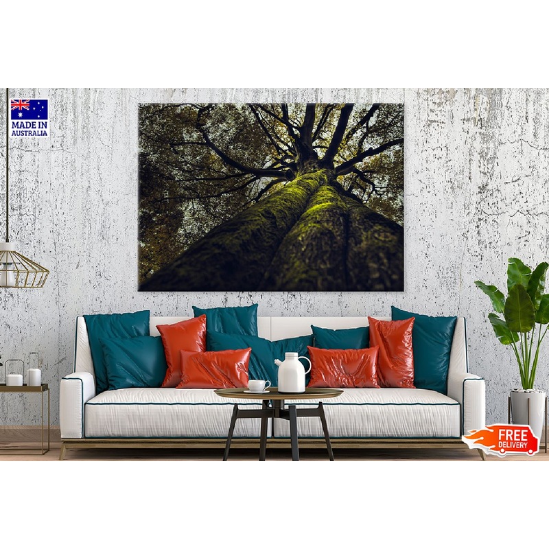 Thick Old Tree View From Below Photograph Print 100% Australian Made