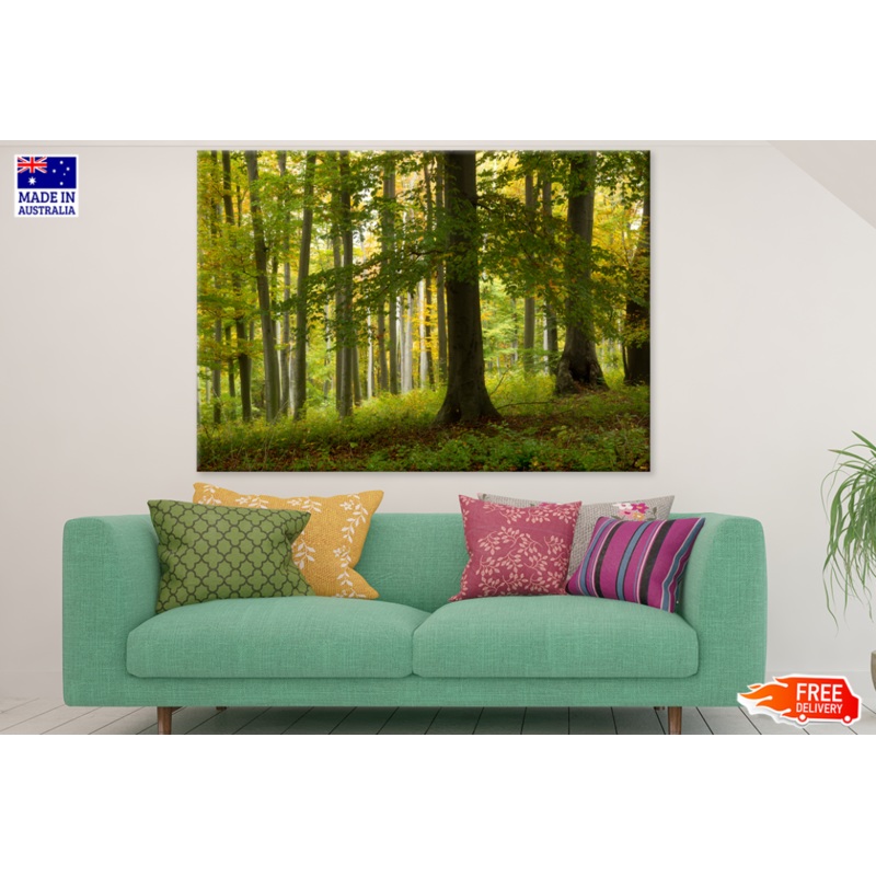 Trees & Forest View Photograph Print 100% Australian Made