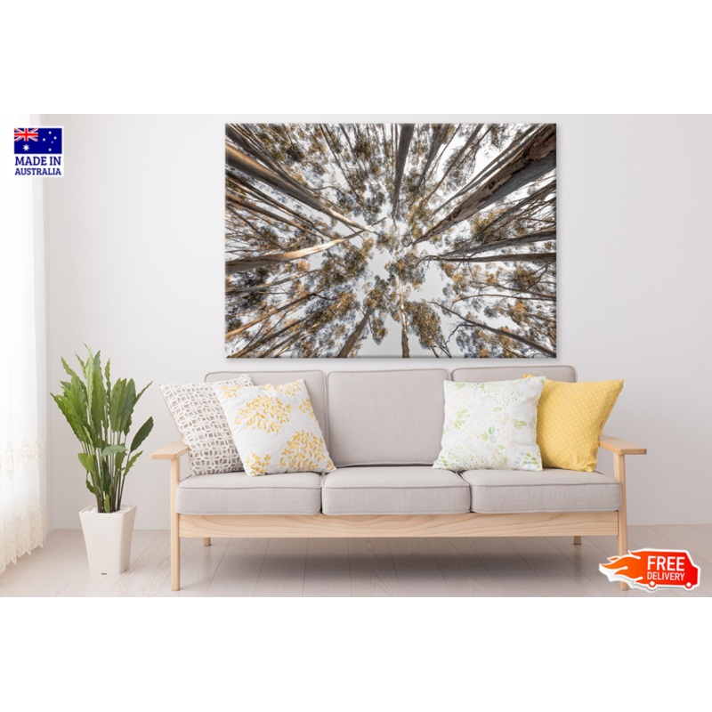 Trees View From Below Photogtaph Print 100% Australian Made