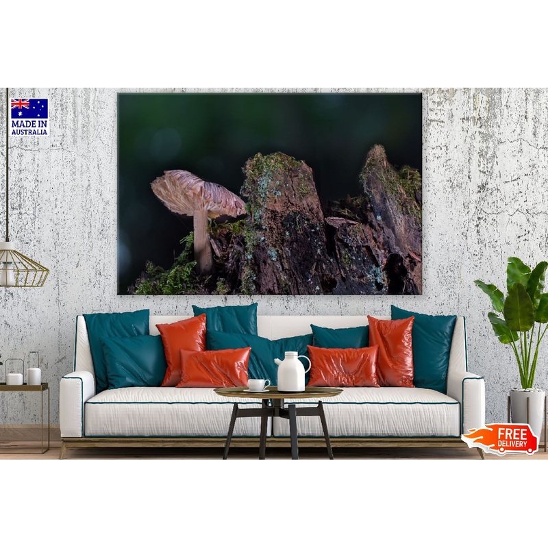 Wild Mushroom Closeup Photograph Print 100% Australian Made
