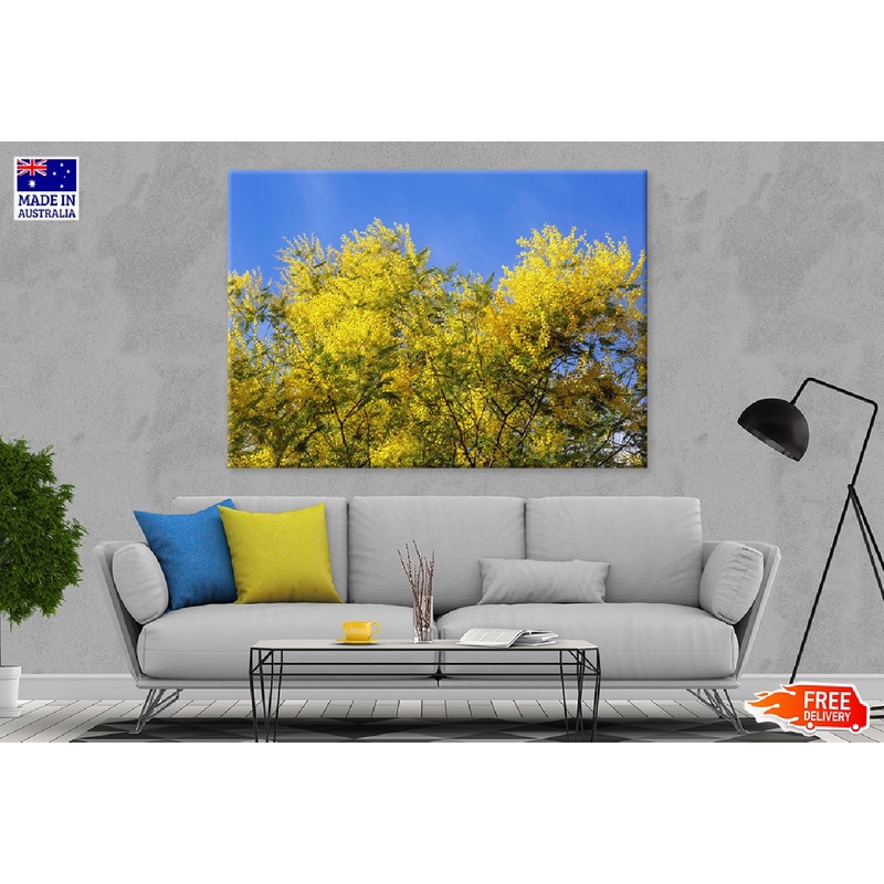 Acacia Dealbata Tree Blue Sky Photograph Print 100% Australian Made