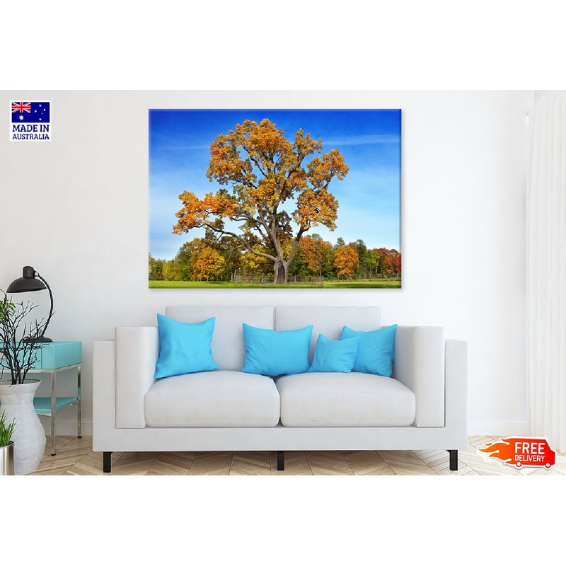 Autumn Large Tree with Blue Sky Photograph Print 100% Australian Made
