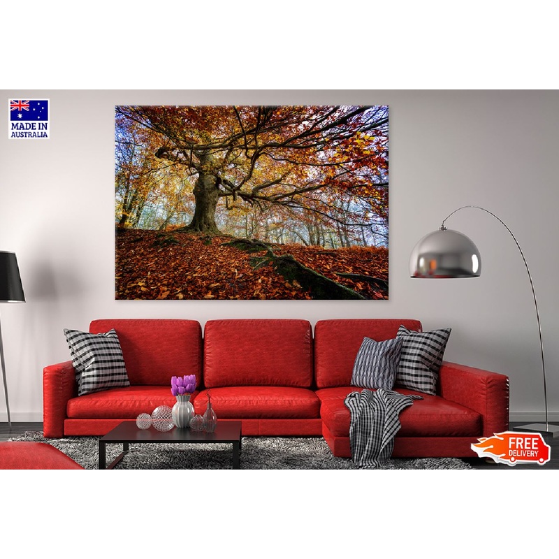 Autumn Oak Tree in Forest View Photograph Print 100% Australian Made